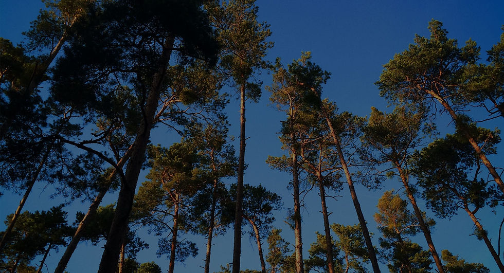 Trees and the sky